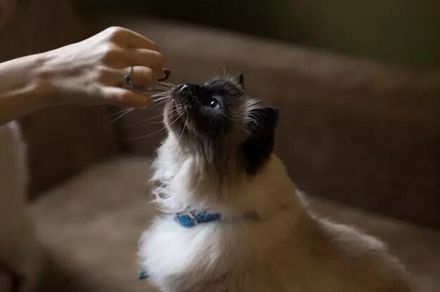 Pet Food & Treats